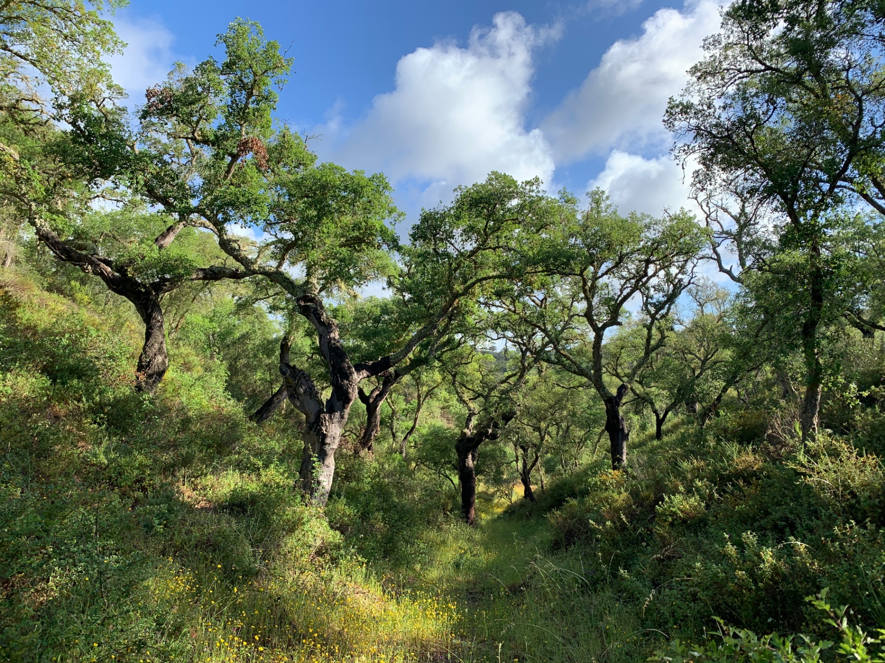 Cork oak forest on the Mosaic land